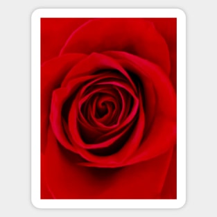 Red Rose Love Sticker